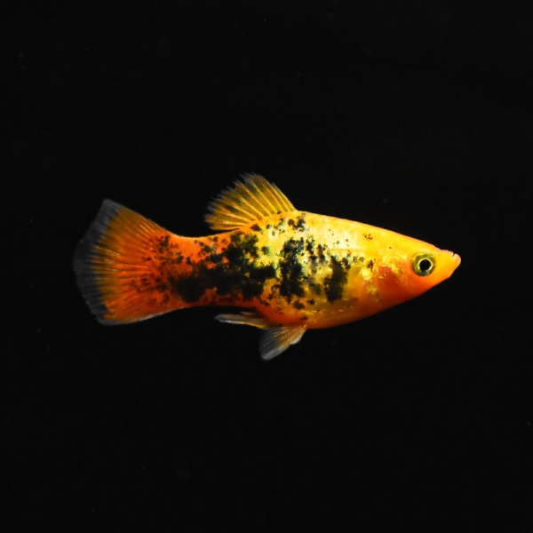 Platy Gold-Leopard, Xiphophorus maculatus var. gold-leopard